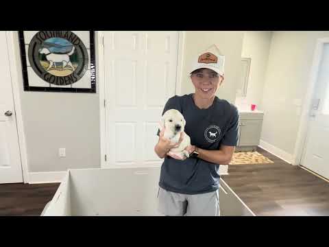 Week 3 Video