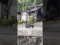 poin lurkuu😁, sogon trotolan hasil Pikatan