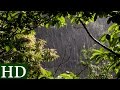 Lluvia HD | Sonido de Lluvia y Sonidos de la Naturaleza | Dormir