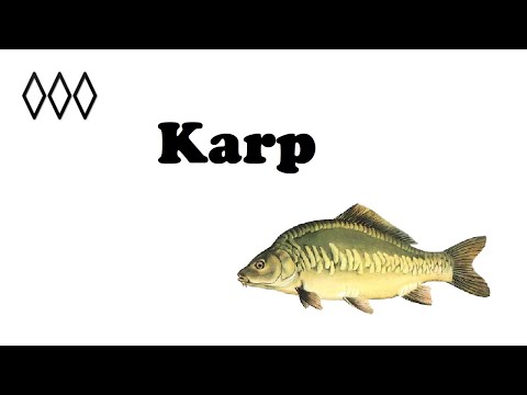 Karp