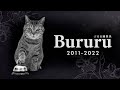 Bururu passed away.
