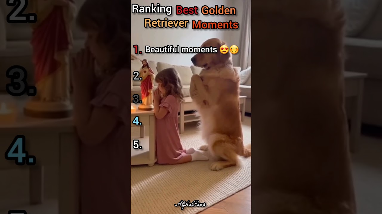 Best Golden Retriever Moments 😁 Part 4