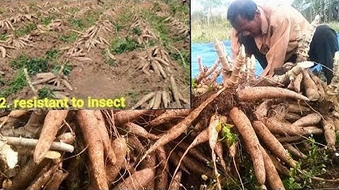How to Grow Cassava to Fast Harvesting and Most Yield - Easy and Effective - Agriculture Technology