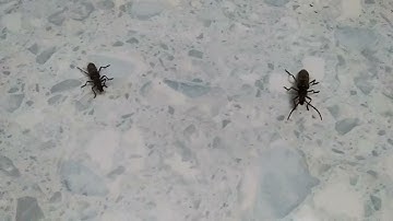 phòng sâu đục thân gây hại trên cây điều