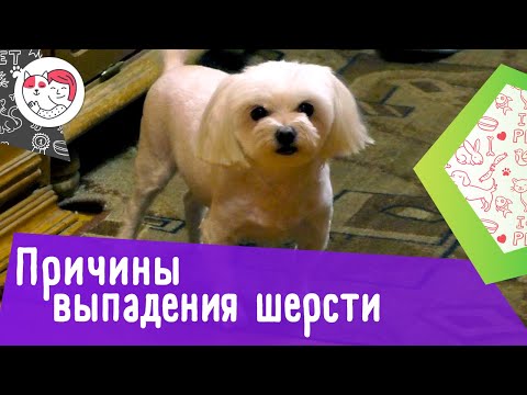 Видео: Задайте вопрос ветеринару: 5 причин выпадения волос у собак