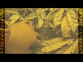 http://bit.ly/2GAZJQL for The Latest News on Everything Cannabis Related! http://bit.ly/2IxWcUs Organic | Cannabis | Tea Shop New Tea Blends Available! Visit our YouTube Channel & Subscribe! TELL US! What is your favorite KahliBuds Cannabis Tea? Please let us know what you think about this video in the comments below or in our forum at http://bit.ly/2Gq7t8d by KahliBuds