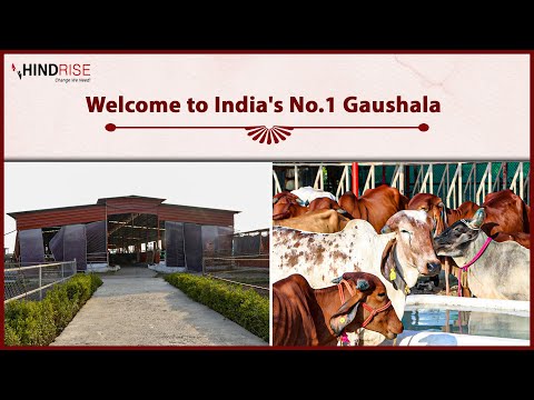 Welcome to India's No.1 Gaushala of Desi Indian Cow Breeds| Gir Cow| Sahiwal Cow| Hindrise - video from DairyKhata