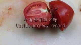 牛番茄育苗紀錄(Cattle nursery record) 