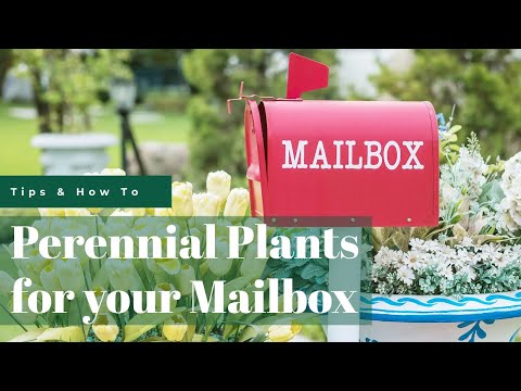 Vídeo: Mailbox Garden Design - Quais são as melhores plantas para jardins de caixa de correio