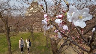 大阪でサクラ開花宣言