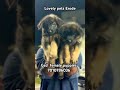 German shepherd female puppies 7010786036.#trendingshorts #pets #petshub #germanshepherd #puppy #dog