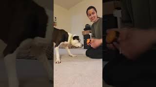 Buzzer Targeting for Fun!  IG Live by J-R Companion Dog Training 16 views 2 months ago 2 minutes, 29 seconds