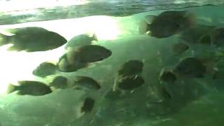 Pygmy Hippo 2