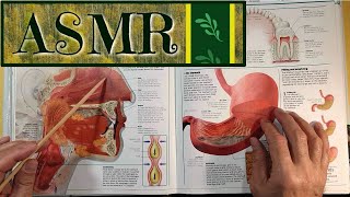 ASMR - What happens to the food we ate