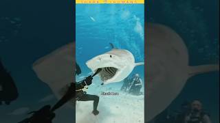 Why This Shark Won’t Attack Humans? 😳🦈 | Ye Shark Insaan Par Attack Kyun Nahi Kar Rahi? #shorts