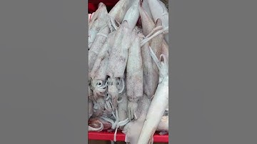 Giao hải sản tươi nhanh chóng |Khám phá mực tươi ngon |Lh 0965113438