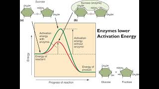 Chapter 7 Microbial Metabolism