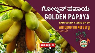 Golden Papaya | ಗೋಲ್ಡನ್ ಪಪಾಯ | Annapoorna Nursery Udupi