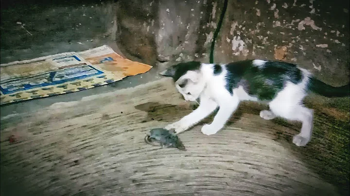 Watch the video about Cat and mouse fight // cat funny video ☺️