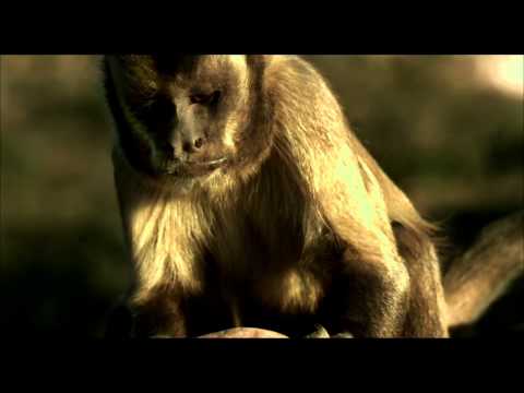 Video: Brauner Kapuziner: Lebensweise in der Wildnis, Zucht