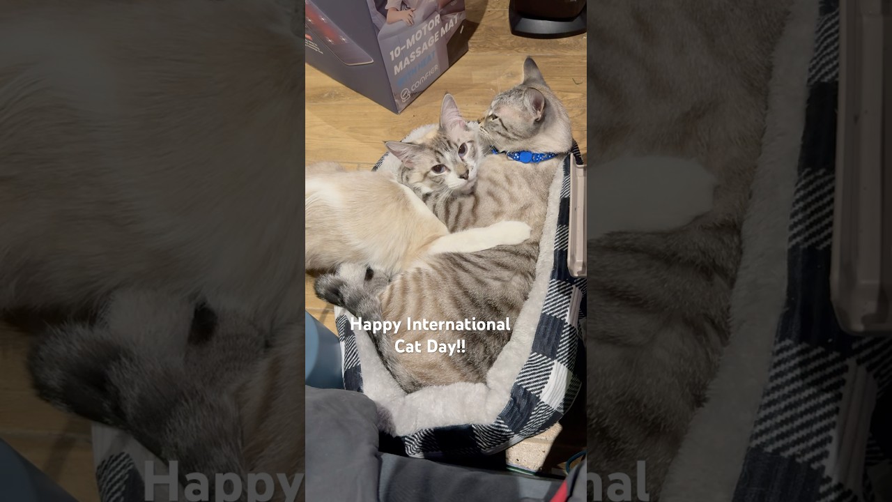 Today is International Cat Day!! 