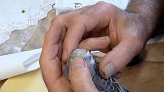 Avian Vet Dr Ross Perry &amp; New Budgie Health Care Check for Snoopy 120611 Part 1