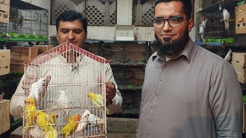 Albino Opaline Crimino Opaline Aur Lovebird Mutation Ka Breeding Setup Visit in Urdu