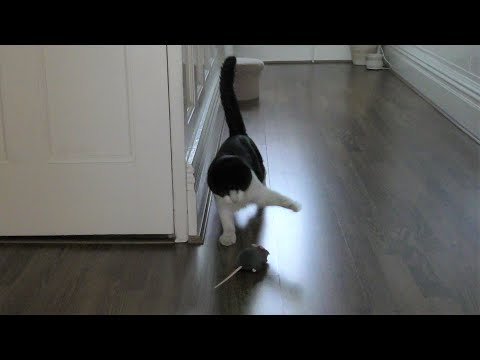 Cat Vs Mouse (RC)