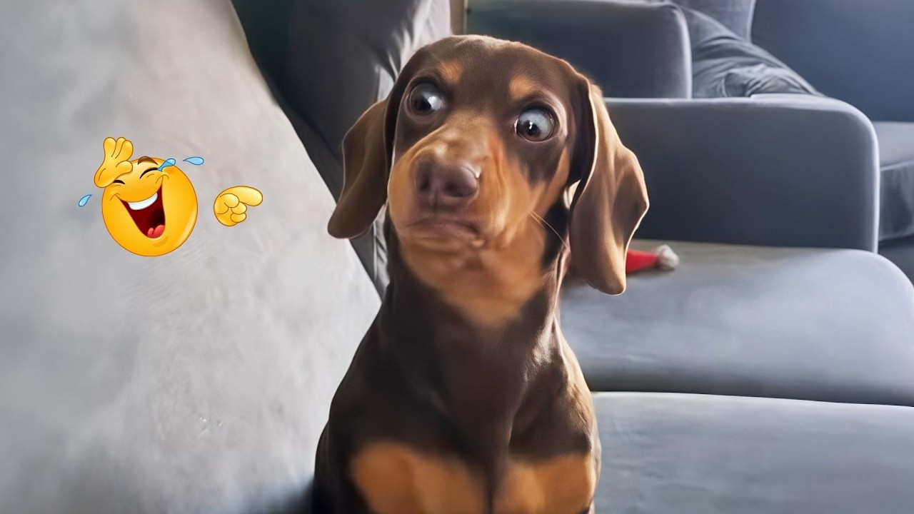 You Can’t Stop Laughing At These Dogs 🤣 FUNNIEST DOGS Video 2026