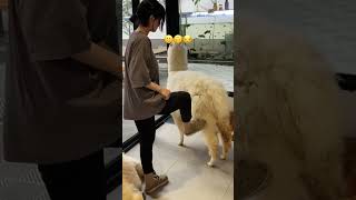 Mật Pet Coffee: Alpaca đá Ngân Báo siêu hài