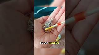 Mira que criatura más pequeña #shorts