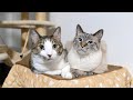 こたつの上でぴったんこ…かわいすぎじゃないか??