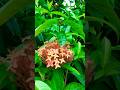 ochina flower #shortvideo #youtubeshorts #niceflowerart