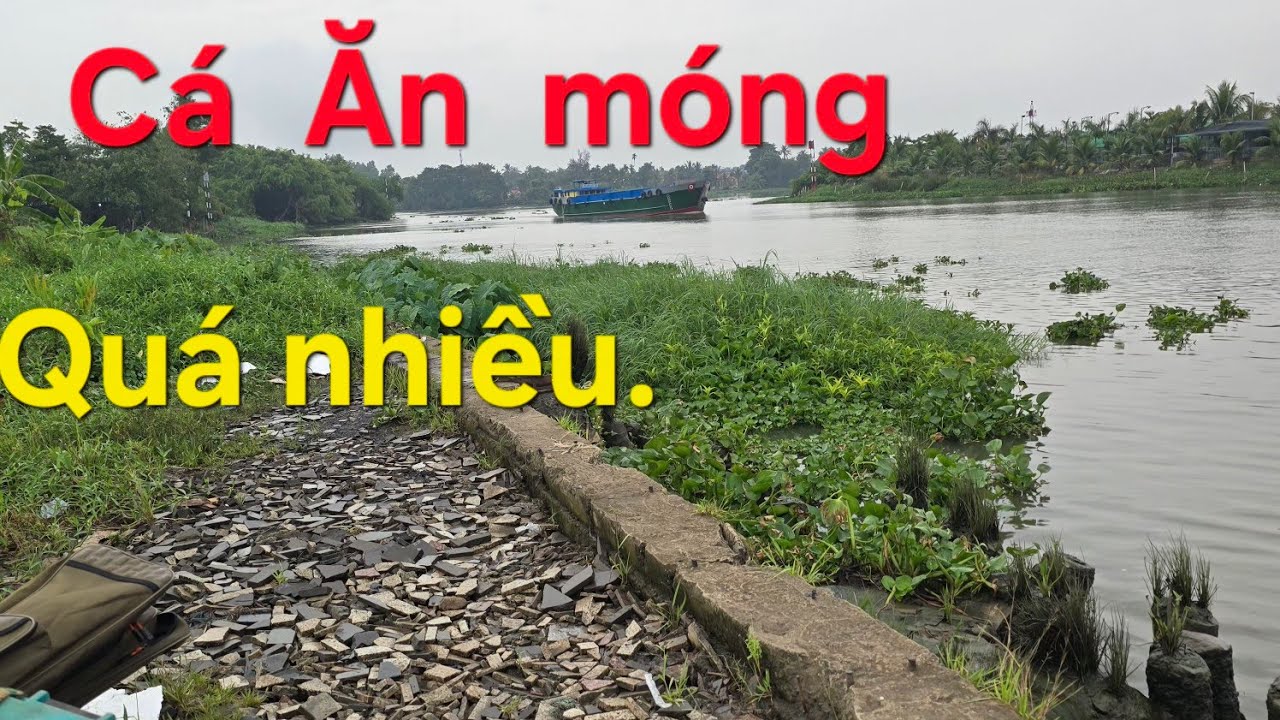 Câu  cá sông Sài Gòn  nơi  nhiều  cá  nhất  , dựt  không  kịp  luôn.