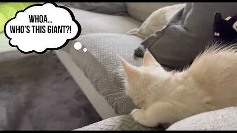 Video 10982951: maine coon kittens first, maine coon kitten meets, maine coon kitten playing, dog maine coon