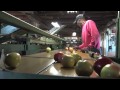Anything Once: Harvesting apples [Delaware Online News Video]