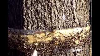 Canker Worm Tree Banding