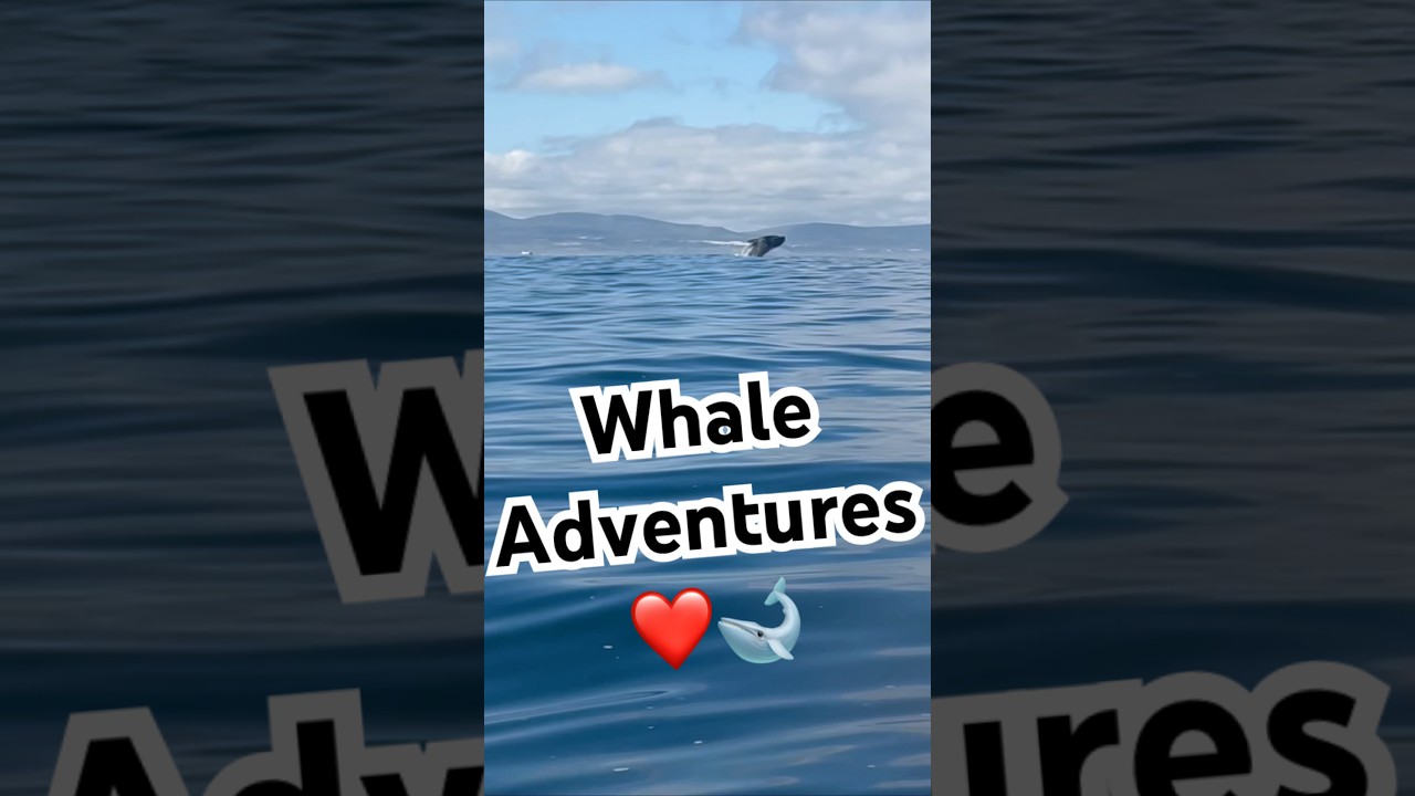 Sea kayaking with Walker Bay Adventures, Hermanus, South Africa 