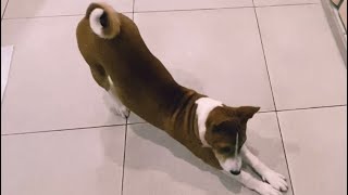 :   4     | Basenji in 4 months knows fifteen teams