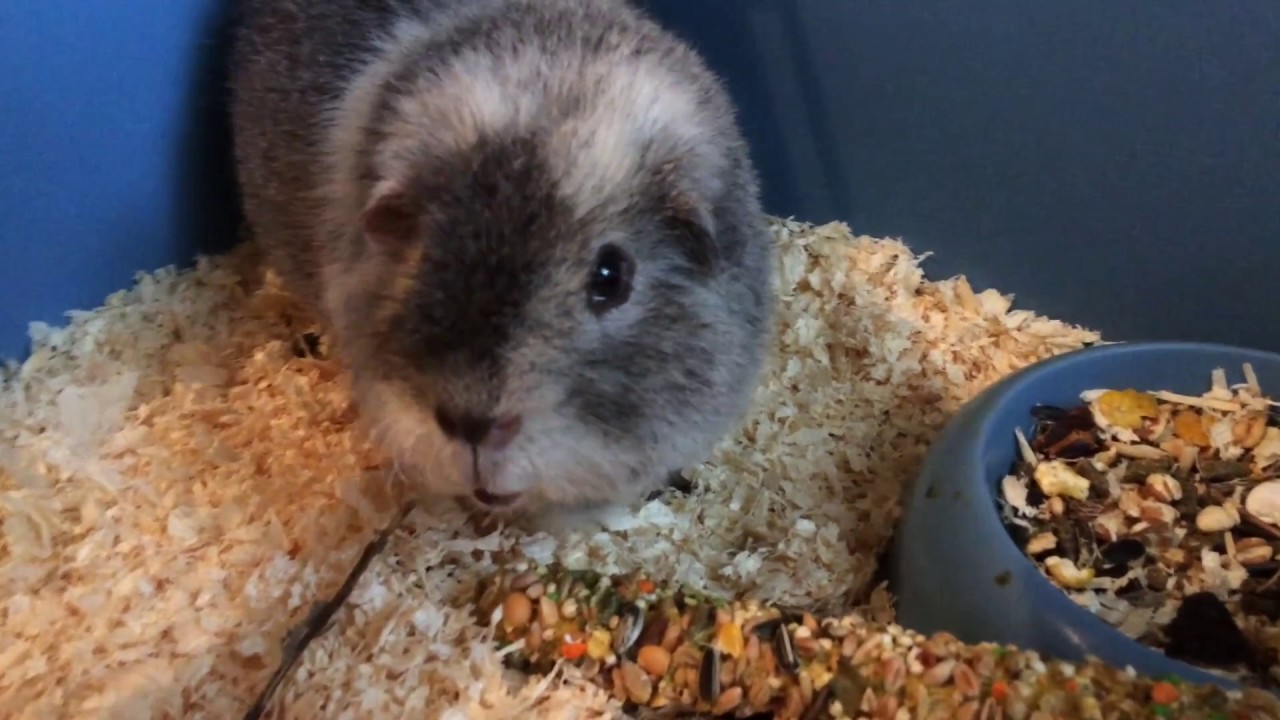 Что нельзя давать морским свинкам?||Свинка Тёма - YouTube