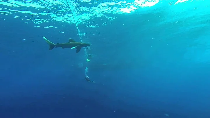 White Tip Shark in my first safari to south of egypt
