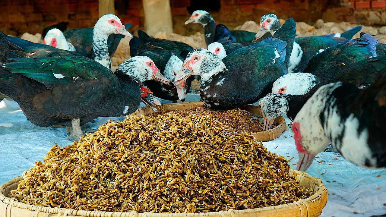What Happens When You Feed Your Muscovy Duck Paddy Sprout for 30 Days?