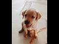 cute Lab Puppy whatsApp status 😍😘 #shorts