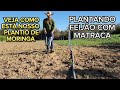 PLANTANDO FEIJÃO DENTRO DO PLANTIO DA MORINGA.
