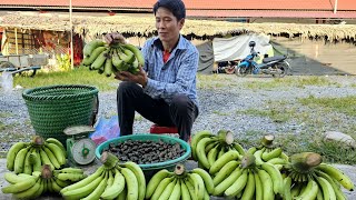 VIDEO FULL: 150 Days Harvest Taro, Papaya, Field Snails, Cucumbers, Pumpkins | Gardening, Farm