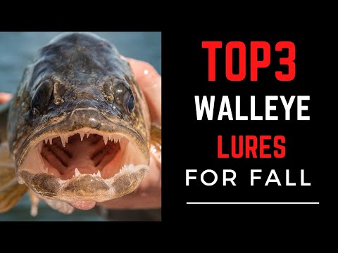 Video: Chytání Walleye V Září