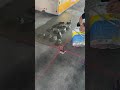 Pouring cement on the floor for installing ceramic tiles #youtubeshorts #trending