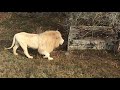 Львам есть, чем себя занять в зимних вольерах! Lions are busy in winter enclosures !