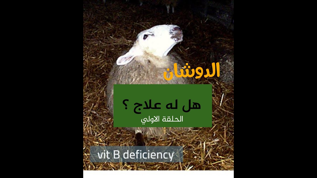 مرض الدوشان في الاغنام ... الحلقة الاولي