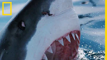 Comment sont les dents du requin ?